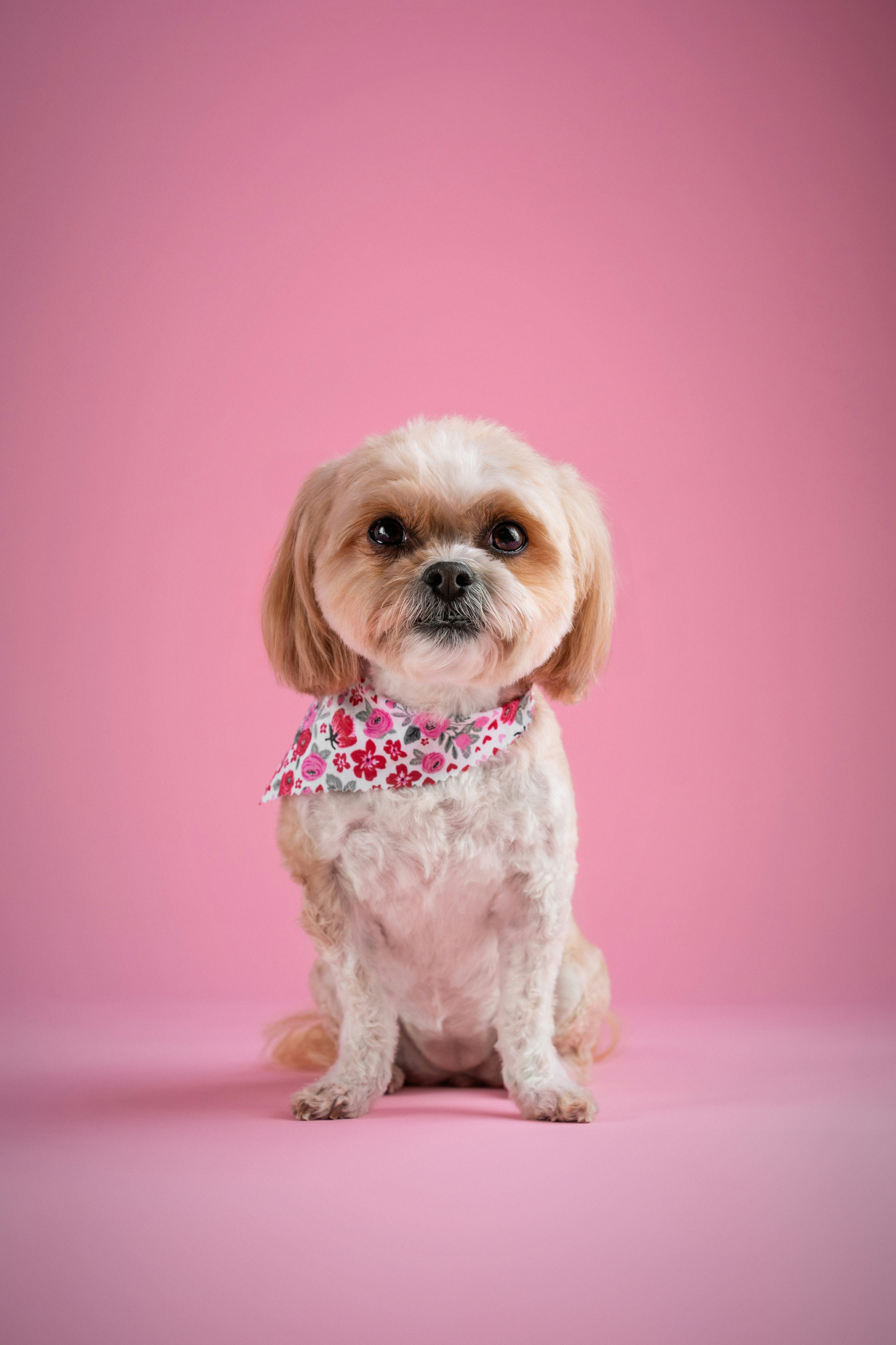 Premium Pets Super Speciality Hospital