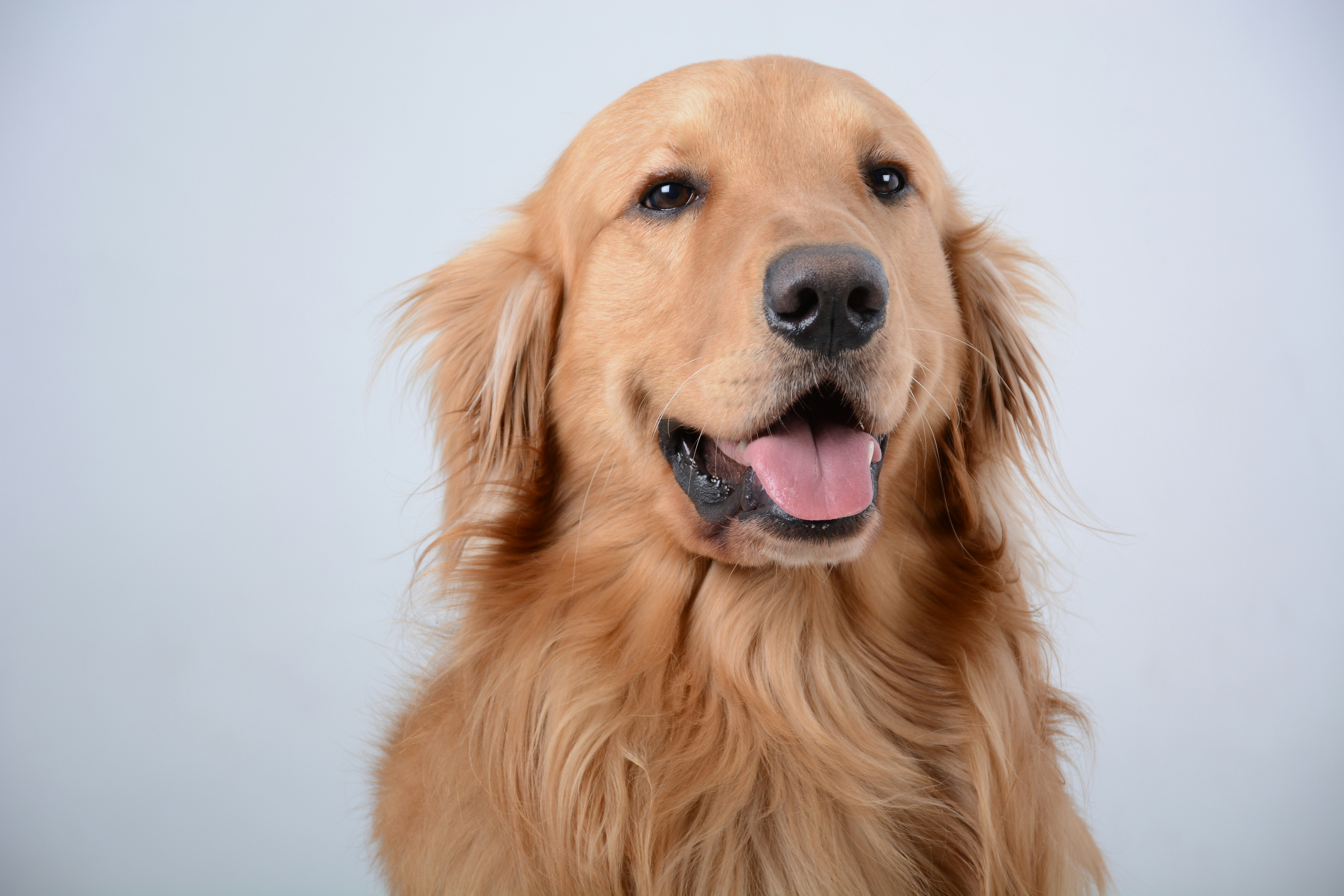 Premium Pets Super Speciality Hospital Facility