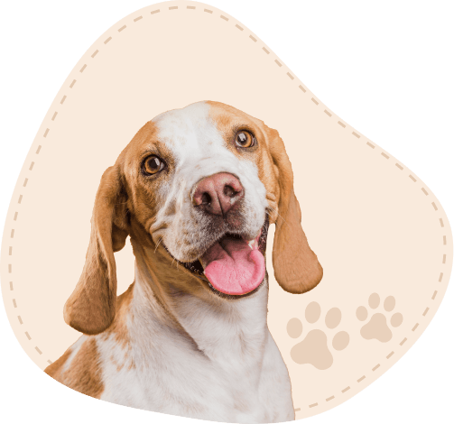 Pet Care Facilities