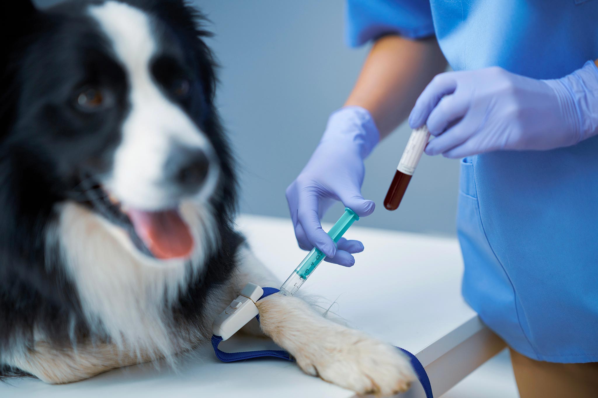 Pet Lab Diagnostics & Testing