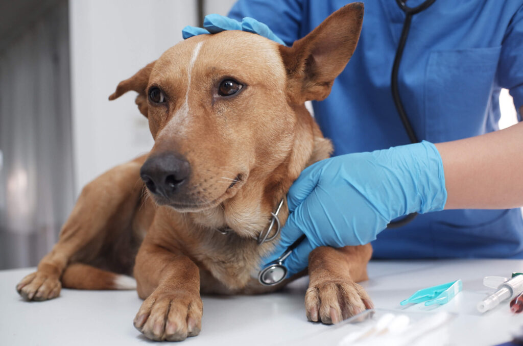 Multispeciality Pet Hospital Pune