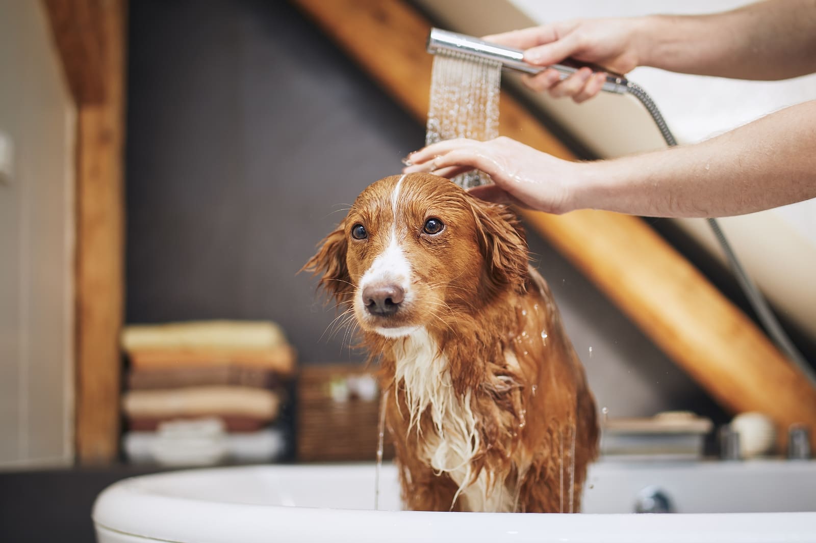Pet Grooming for all breeds in Pune