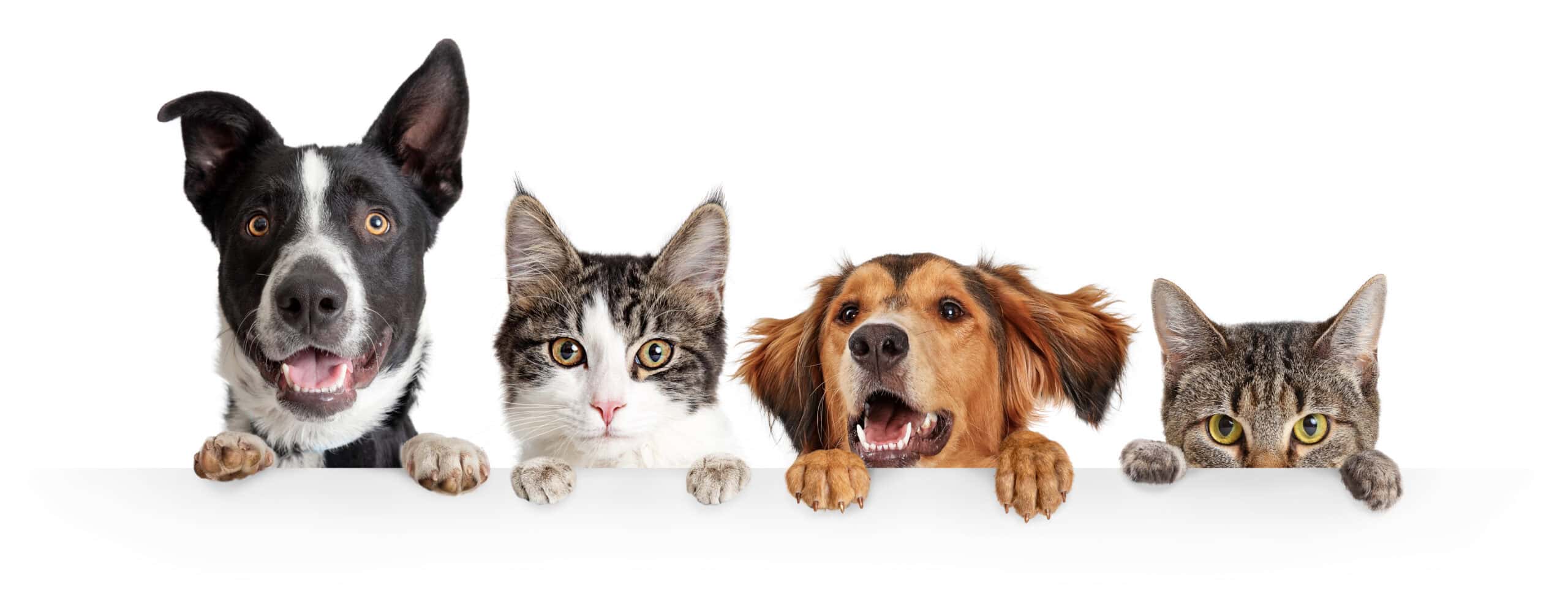 Request Appointment Header Image