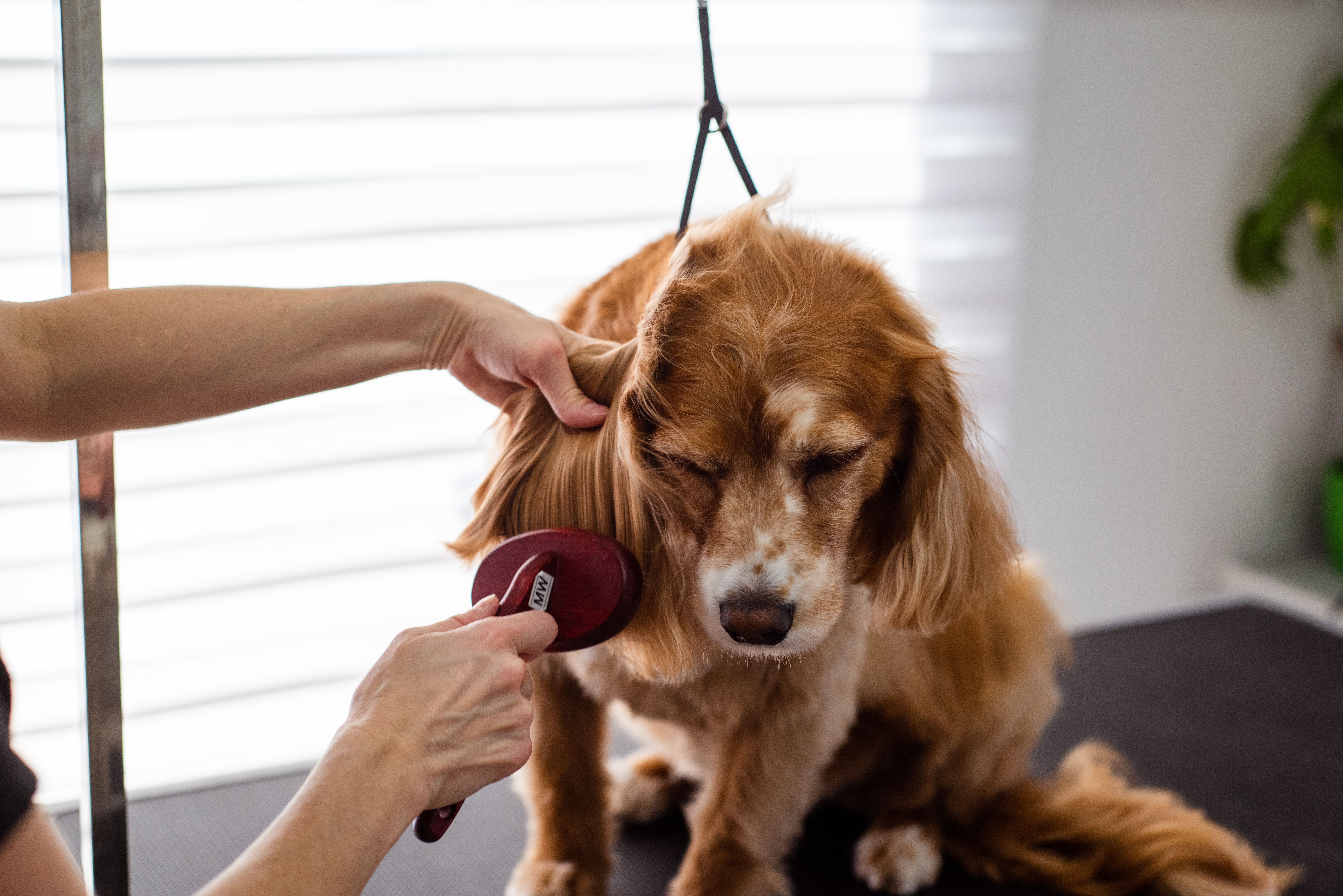 Professional Pet Grooming in Pune
