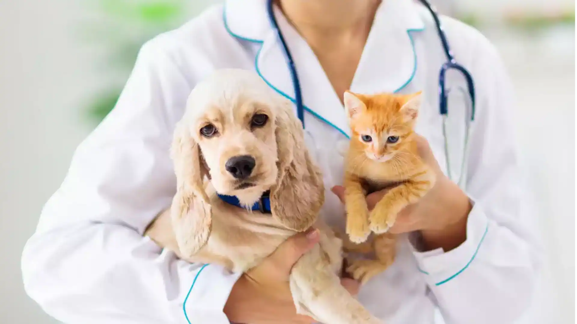 Veterinary Care