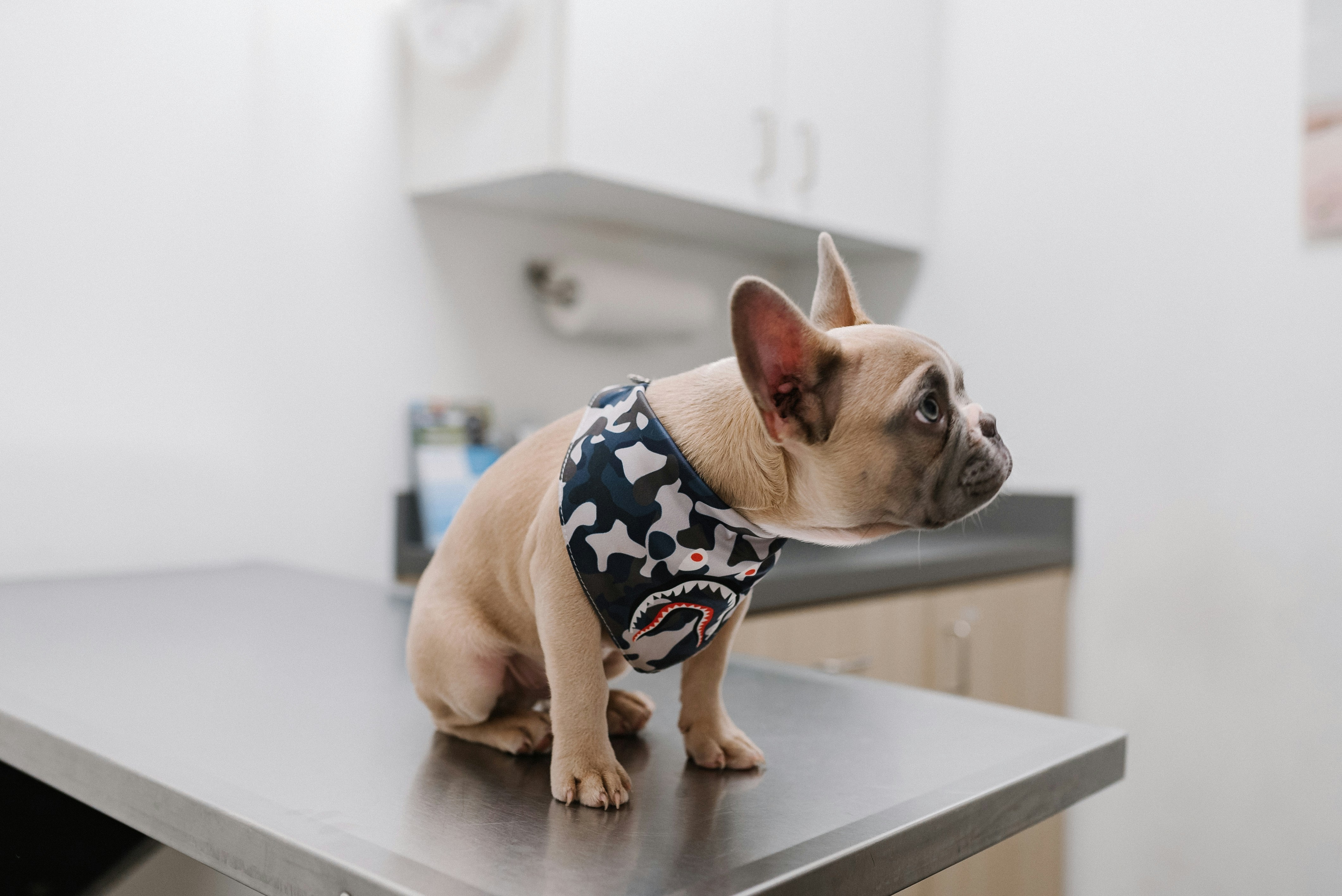 Pet Consultation Pune